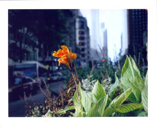 City Flower