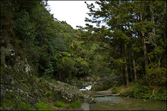 Walkway to Piroa Falls, Waipu Gorge Scenic Reserve
