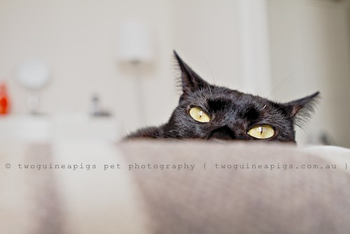 Ninja PF, portrait of a Sydney black cat by twoguineapigs Pet Photography.