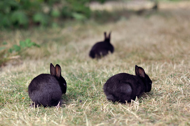 2 black bunnies