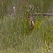 Florida Whitetail Deer-untitled-6365