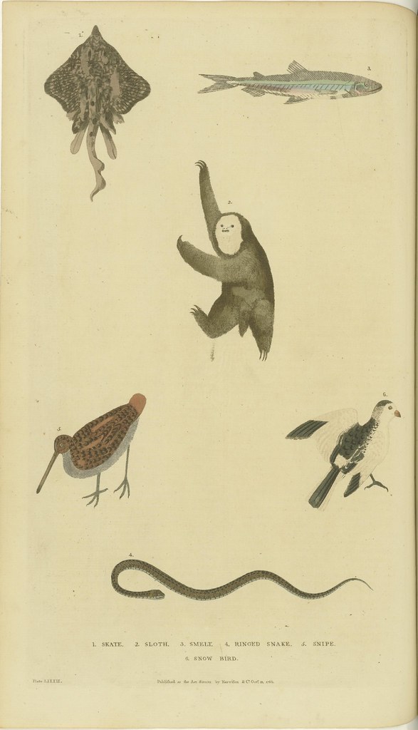 Various birds, fish, a snake, and a sloth (1785)
