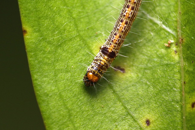 caterpillar 1