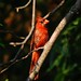 Molting Male Cardinal