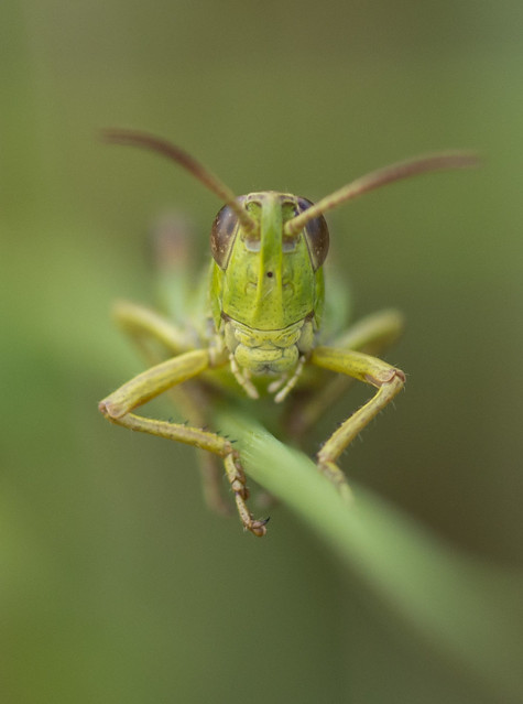 Grasshopper head on