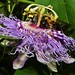 Passion Flower and Bumble Bee (5)