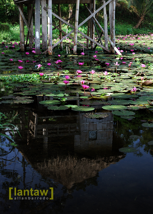 Reflections and Lotus Flowers