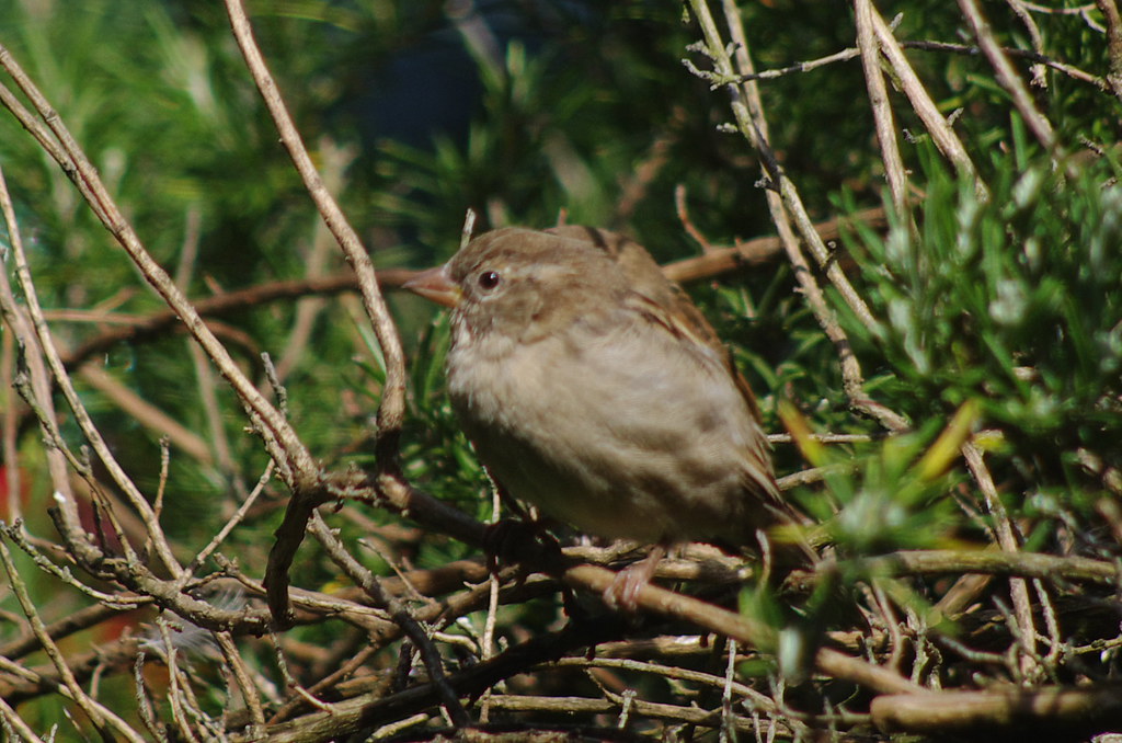 Sparrows 20110820 01
