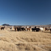 Il pomeriggio visito la parte est di Antofagasta de la Sierra ed incontro un gruppo di lama