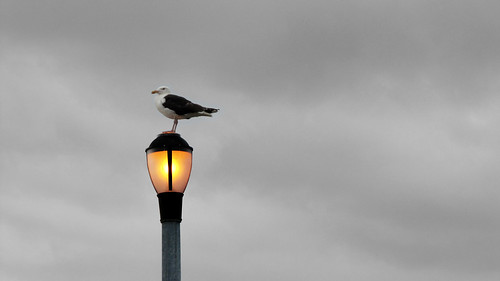 Seagull on a streetlight