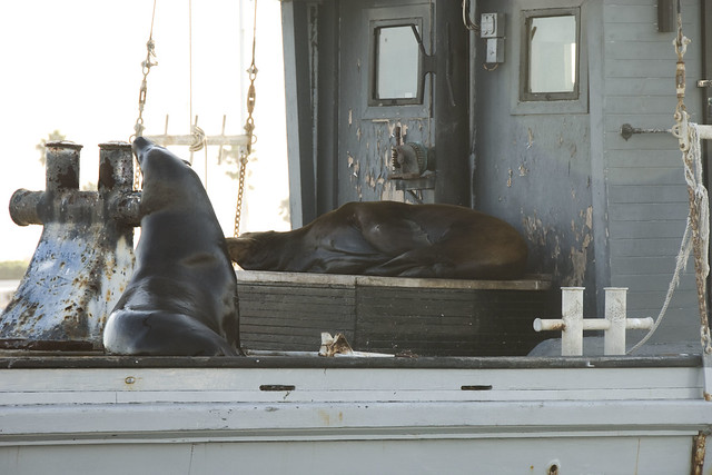 D2 duffy ride seals on boat