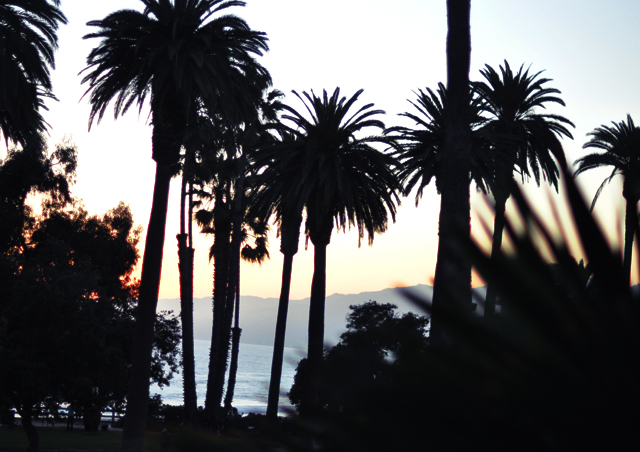 palm trees and ocean in santa monica