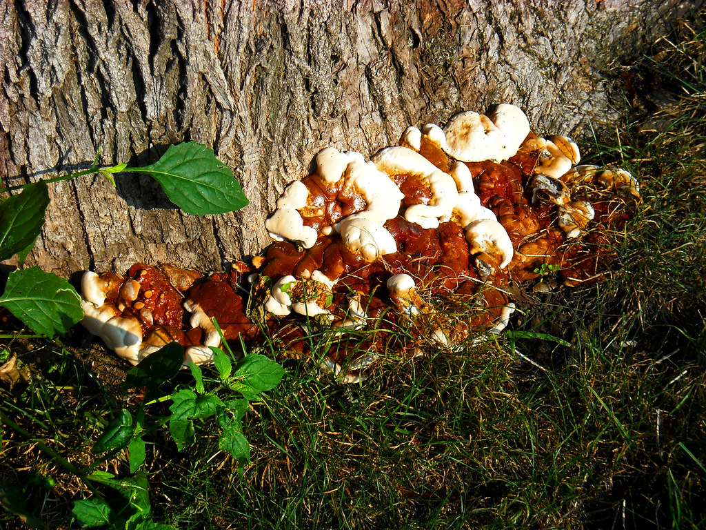 365-89 Mushrooms