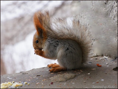 Белочка. Red Squirrel ©  Tatters 