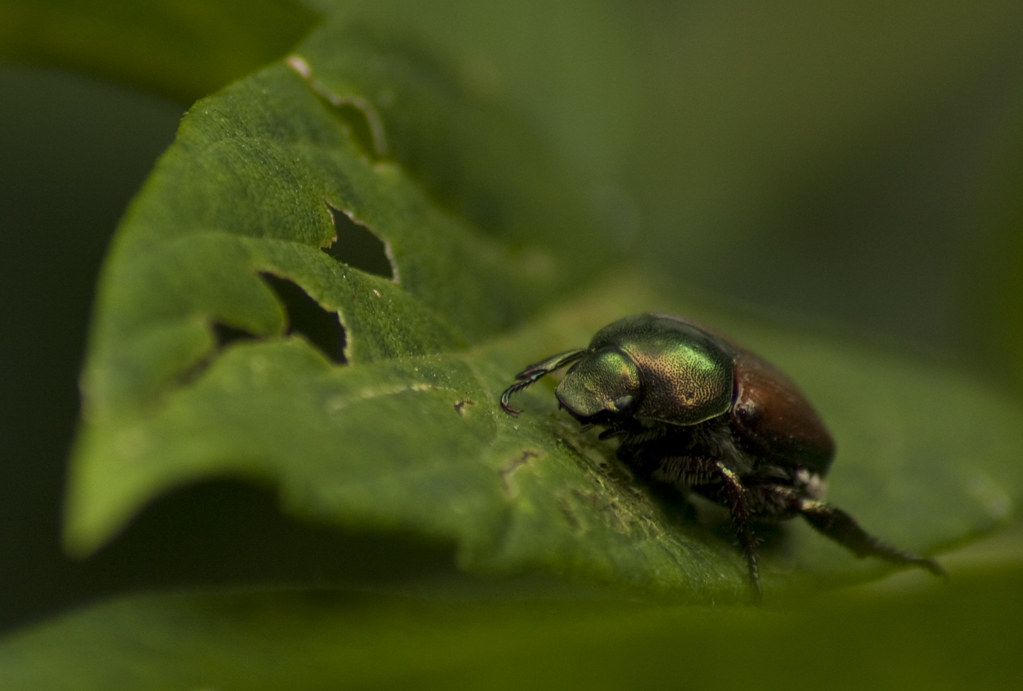 beetle close up