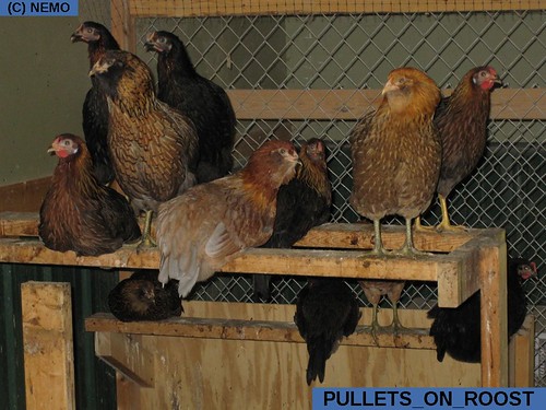 Pullets on the Roost