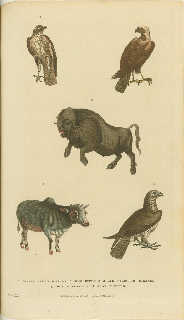 Buzzards and buffalo - engraved book illustration