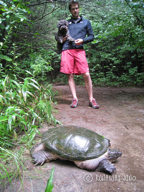 Gigantic Turtle