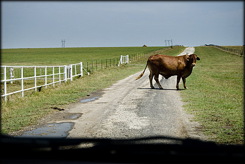 cow-road