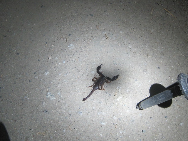 Scorpion!