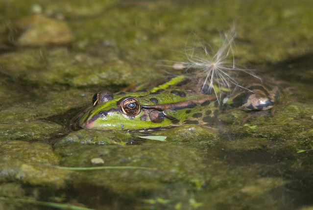 marsh frog + thistle seed