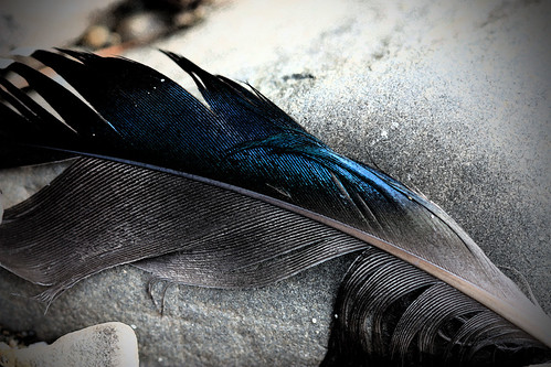 Mallard Feather by kayaker1204