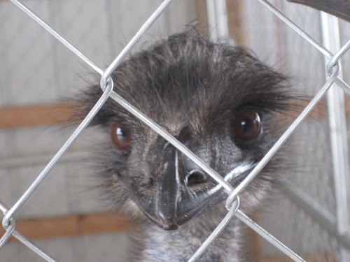 emu at the Washington County Fair