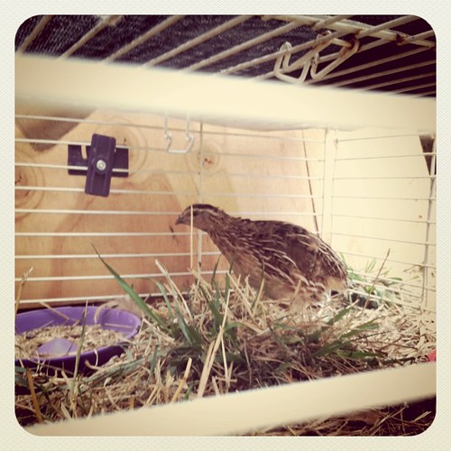 Newest feathered friend- mama quail