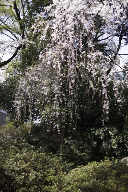 春はひと足ずつ　白鳥路の桜