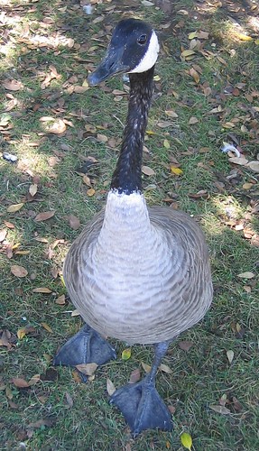 Goose at Lake Merritt