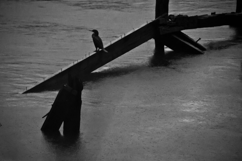 _IMG9792 ~ Cormorant in a hurricane