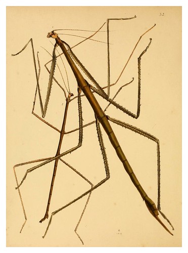 014--The cabinet of oriental entomology…1848- John Obadiah Westwood