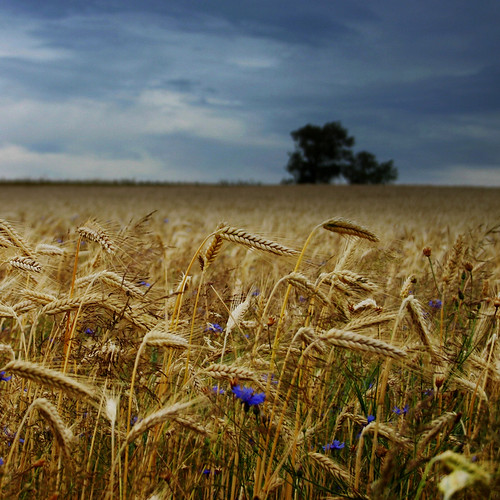 フリー写真素材|自然・風景|田畑・農場|小麦・コムギ|
