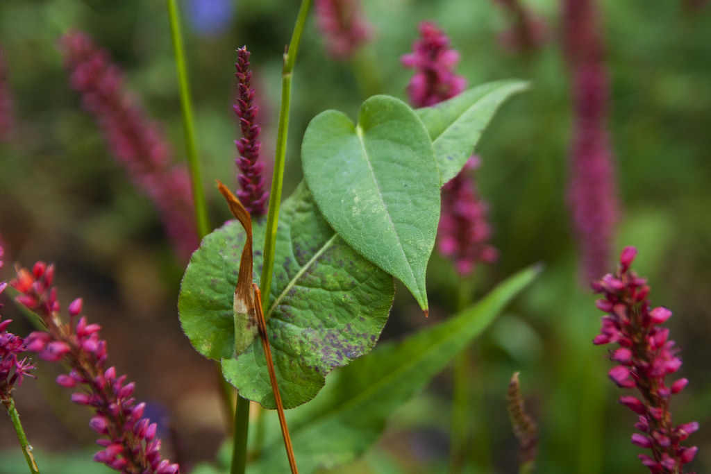 persicaria leaf difference