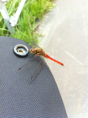 A red dragonfly on the front bag on my bike 自転車の前の鞄にしがみつく赤とんぼ