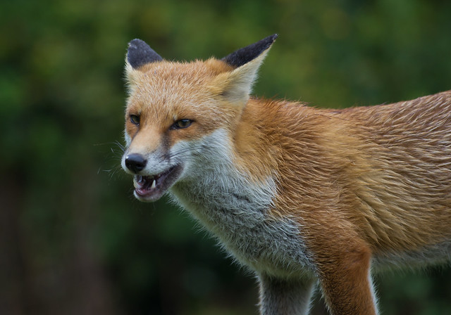 red fox 7