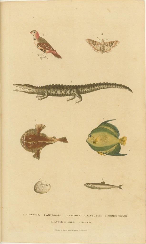 Bird, moth alligator, fish, and seashell - coloured engraving