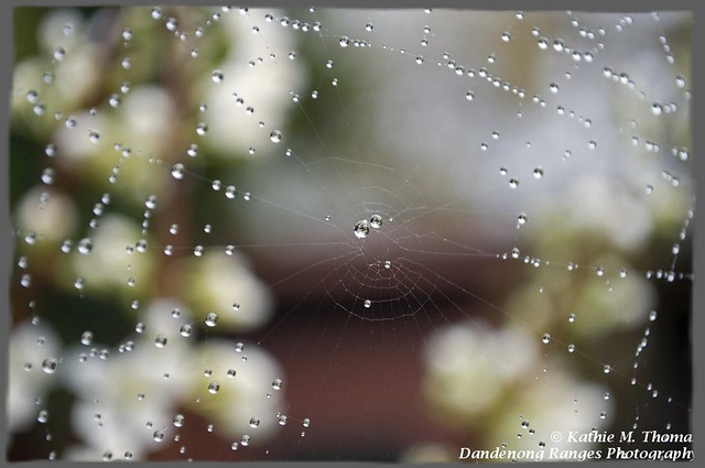 Dew drops and web