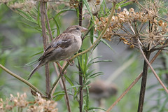 sparrow feeding on the ladies mantle seeds
