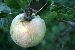 apple diseases (2)
