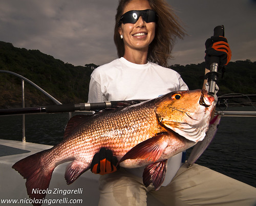 Andaman Islands, India. Red Snapper (Lutjanus bohar) caught with a stickbait. SB800 through Orbis Ring Flash by Nicola Zingarelli