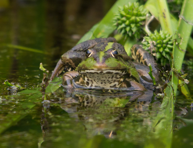 marsh frog reflection 4