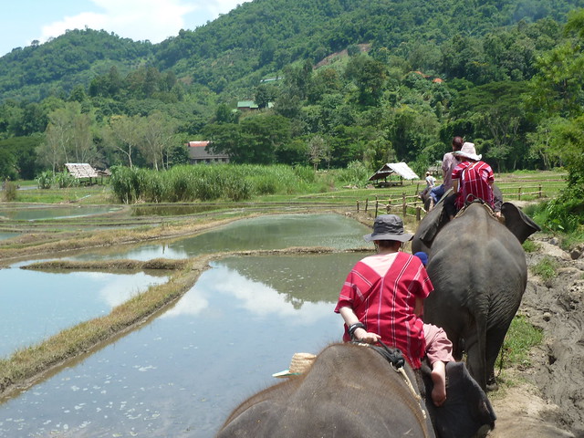 ¡TAILANDIA EN CHANCLETAS! - Blogs de Tailandia - Patara Elephant Farm (26)