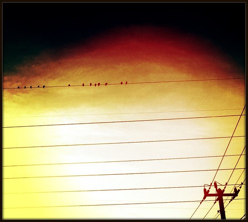64/365- Lines and birds by elineart