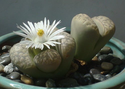 Lithops marmorata by cactusjohn