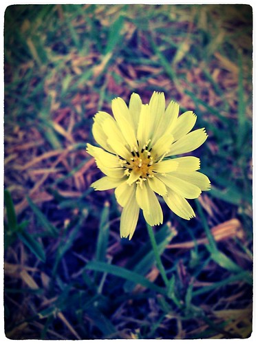 #Phone Photography : Still Blooms