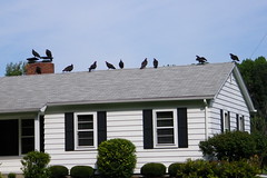 80/365/1175 (August 30, 2011) – Turkey Vultures on the Empty House (Saline, Michigan)