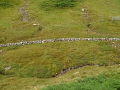 Stone Wall and Sheep