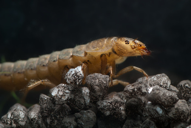 Agabus diving beetle larva edited