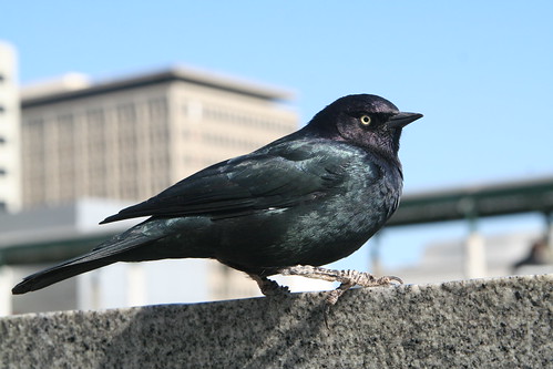 Blackbird in Yerba Buena Gardens